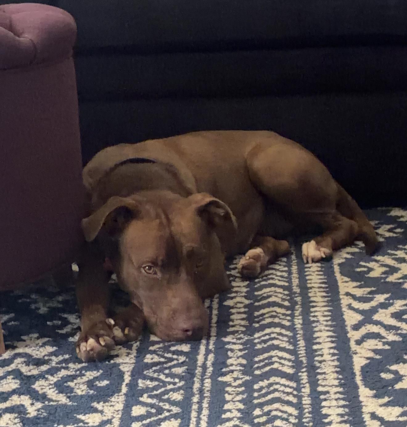 Enlarge Winnie, a Adopted mixed breed in Parker, CO image 2/2