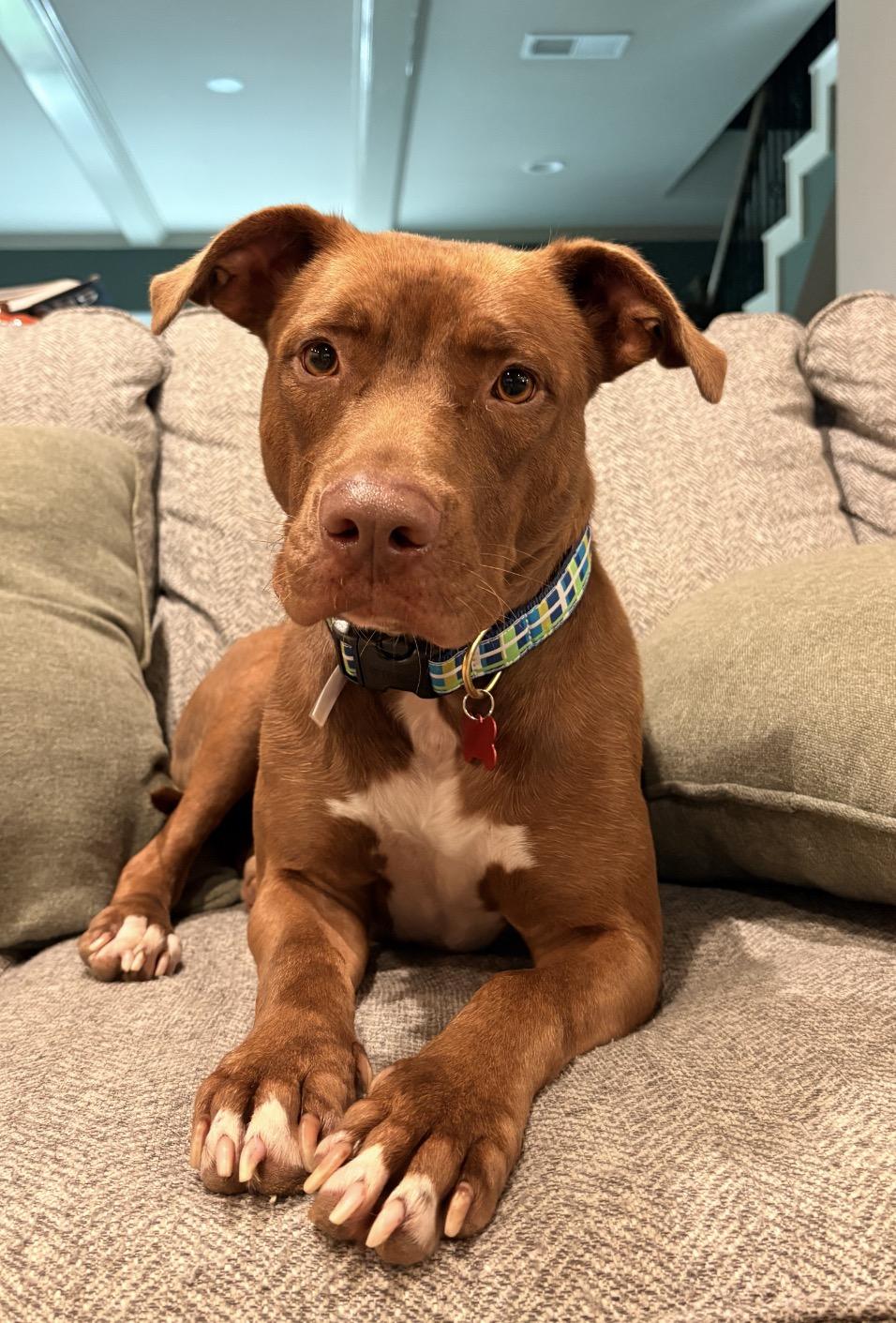 Enlarge Winnie, a Adopted mixed breed in Parker, CO image 1/2