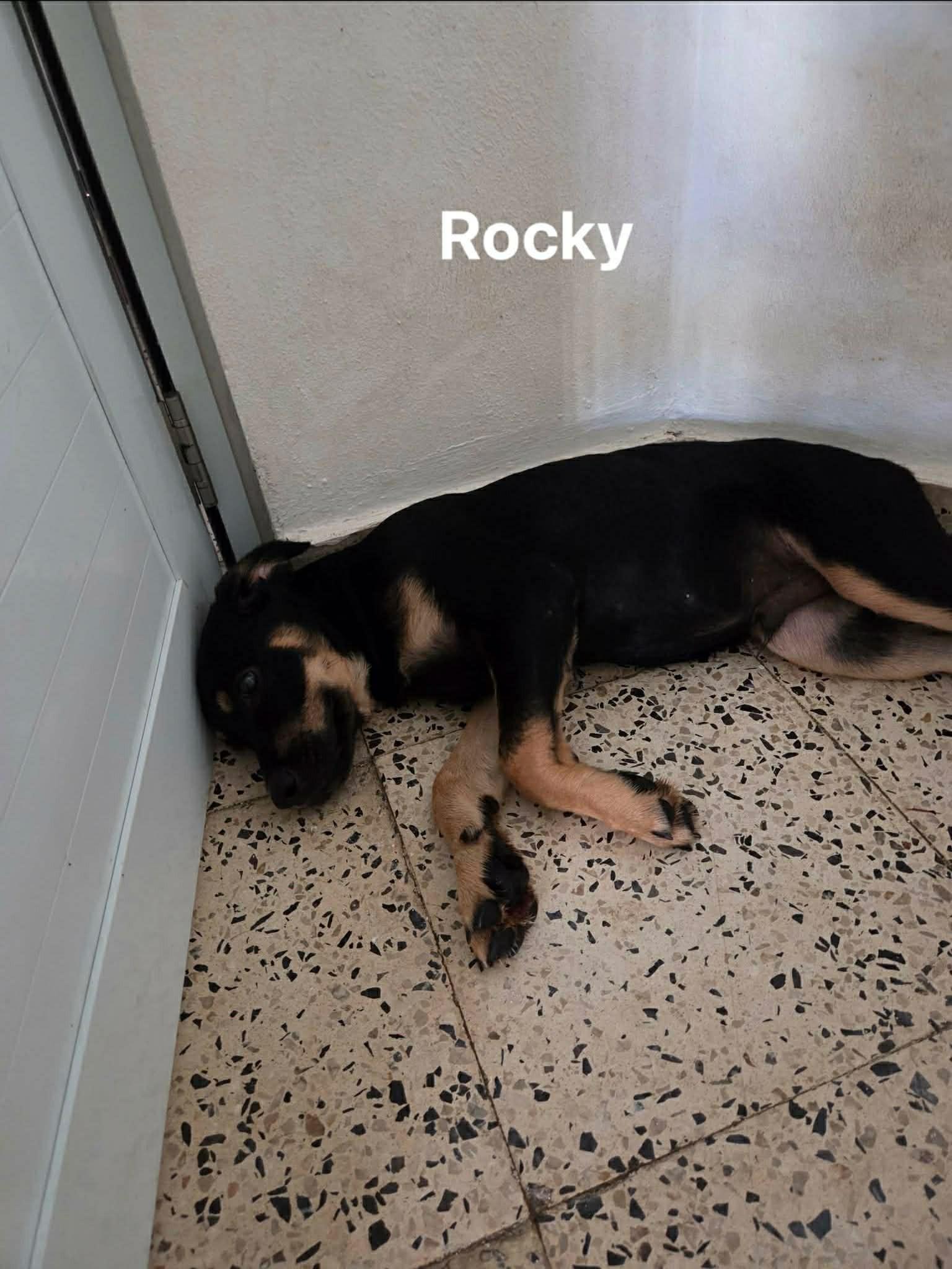 Rocky, a ADOPTABLE mixed breed in Huntington, NY image 1/2