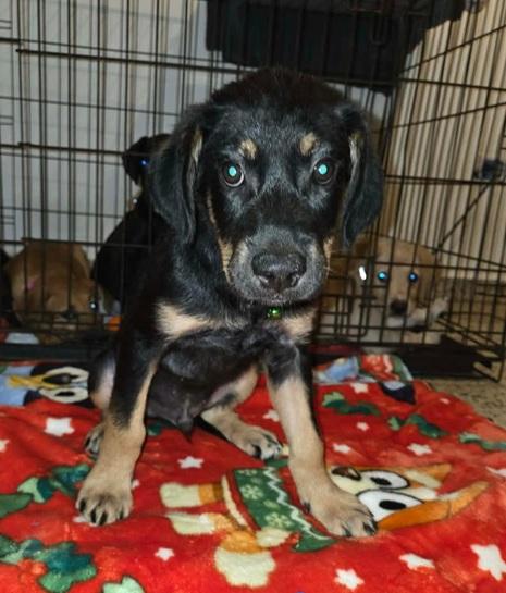 Enlarge Rocky, a ADOPTABLE mixed breed in Huntington, NY image 1/1