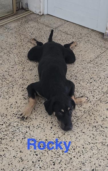 Rocky, ADOPTABLE, Puppy Male Labrador Retriever.
