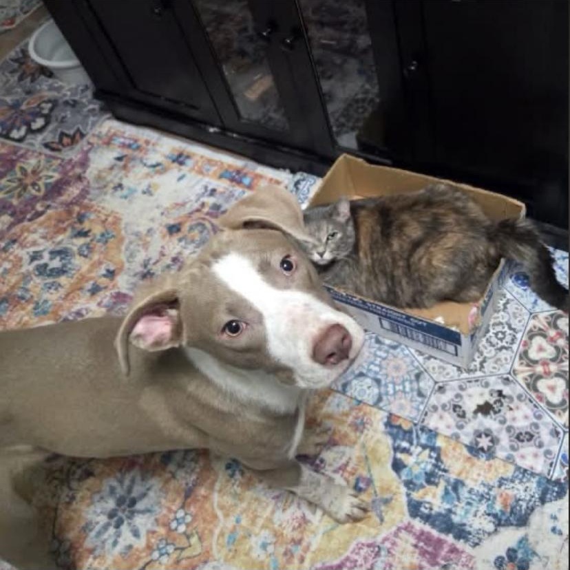 Enlarge Sweetheart, a Adopted Pit Bull Terrier in Philadelphia, PA image 3/6