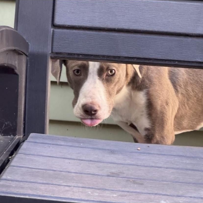 Enlarge Sweetheart, a Adopted Pit Bull Terrier in Philadelphia, PA image 4/6