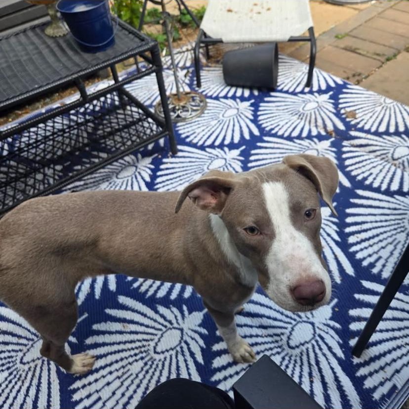 Enlarge Sweetheart, a Adopted Pit Bull Terrier in Philadelphia, PA image 6/6