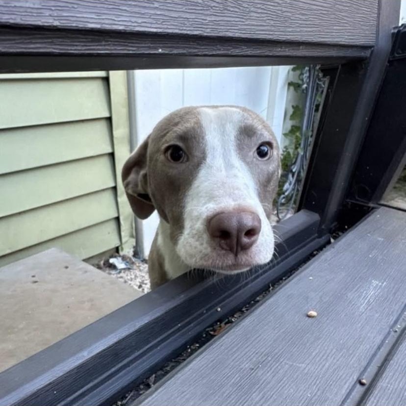 Sweetheart, Adopted, Young Male Pit Bull Terrier.
