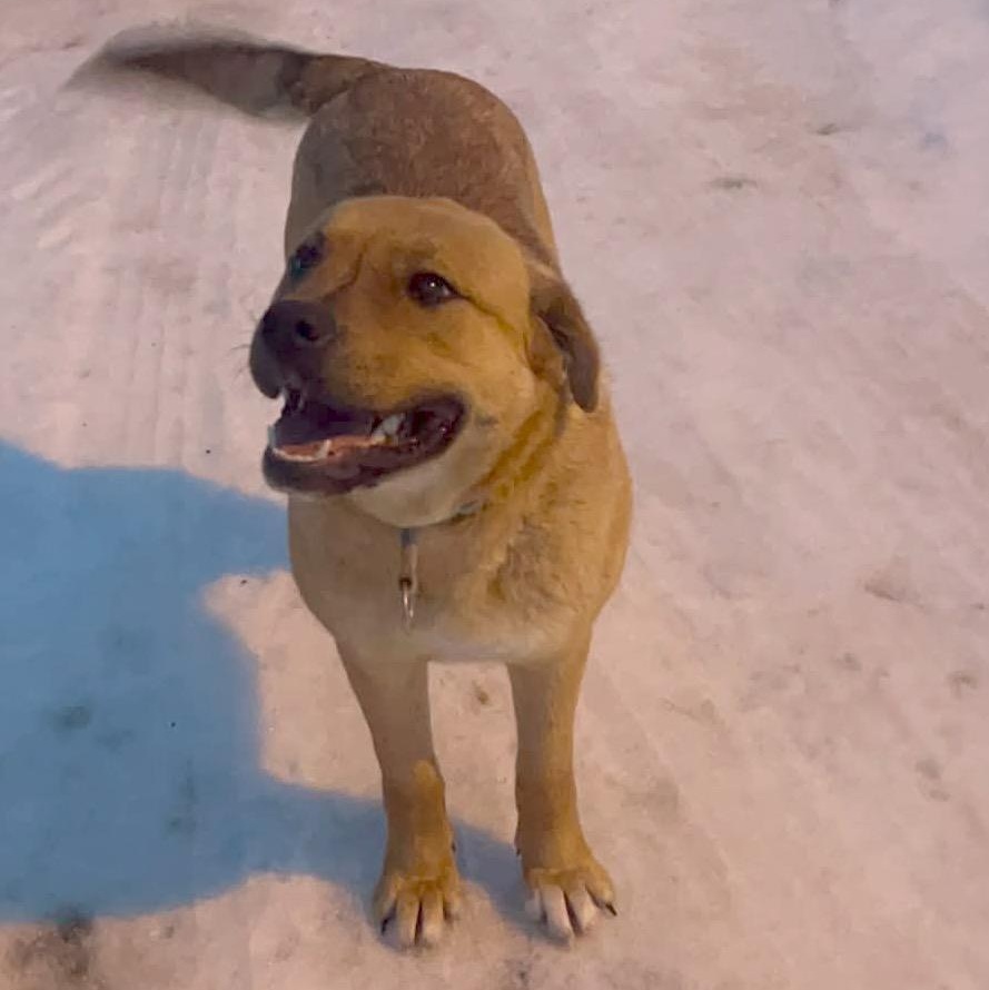 Enlarge Betty, a ADOPTABLE mixed breed in Edmonton, AB image 2/6