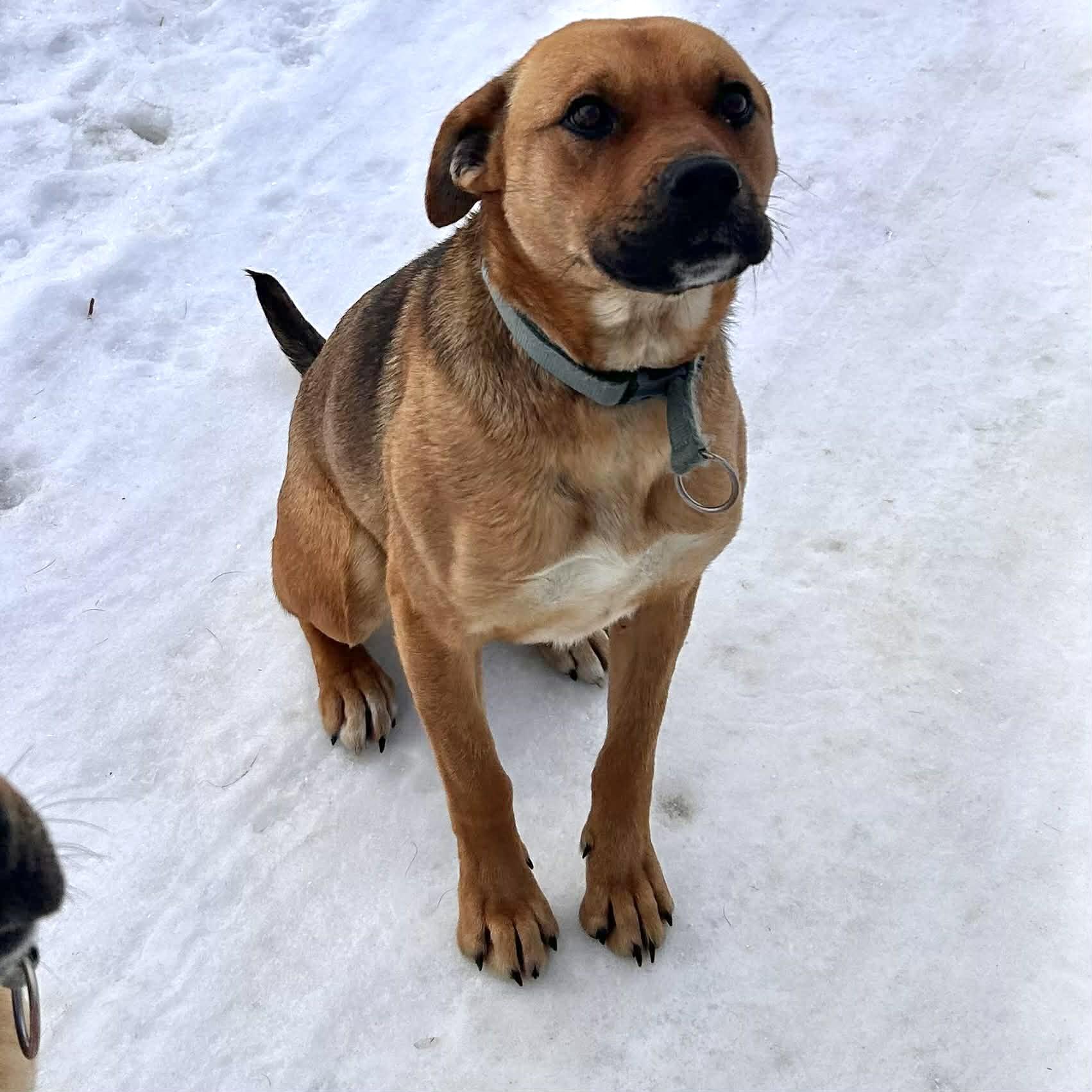 Betty, ADOPTABLE, Young Female Black Mouth Cur.