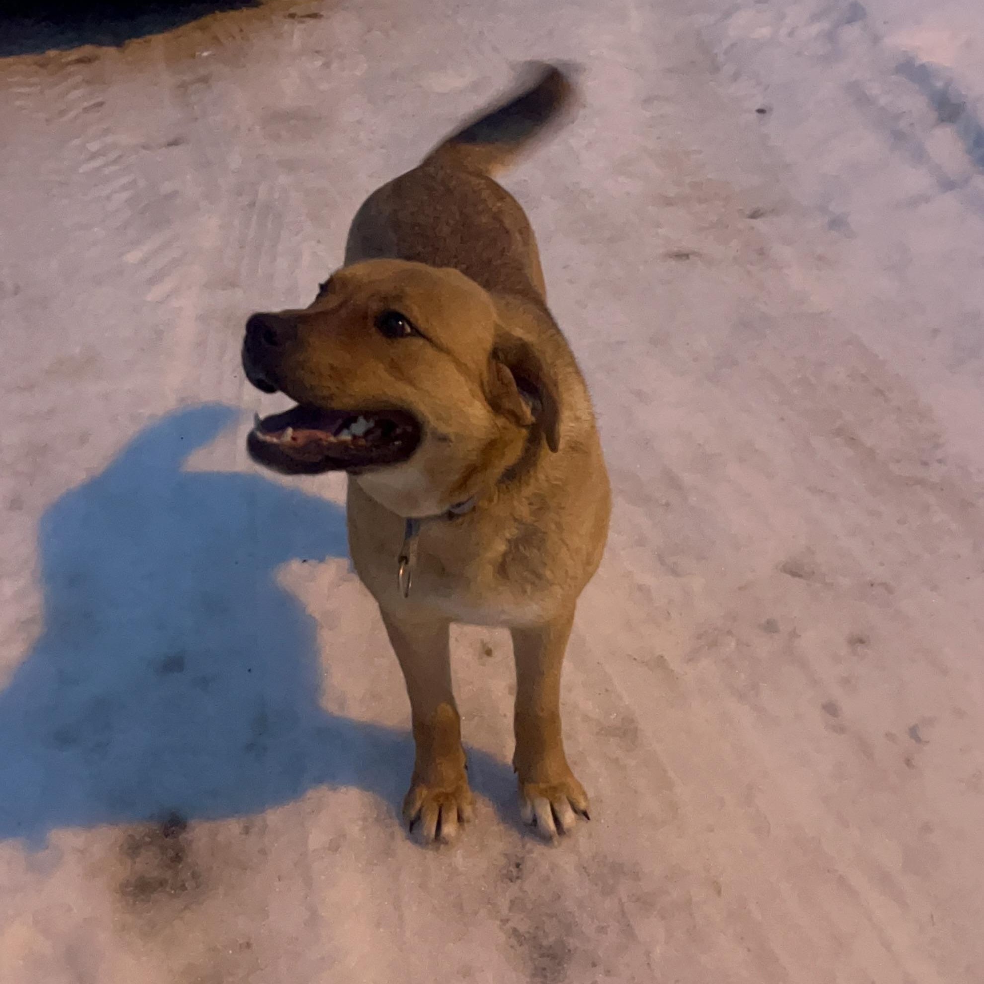 Enlarge Betty, a ADOPTABLE mixed breed in Edmonton, AB image 5/6