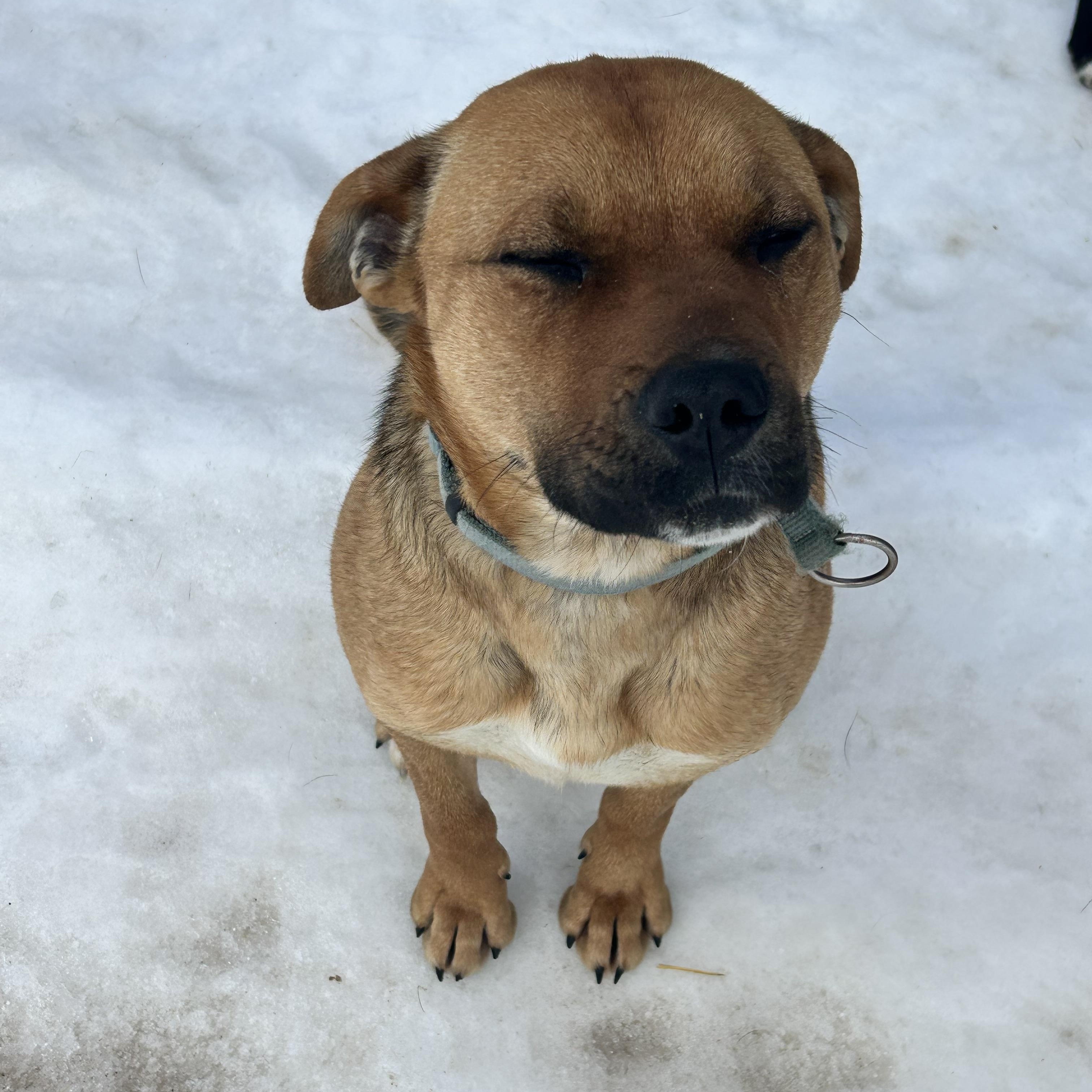 Enlarge Betty, a ADOPTABLE mixed breed in Edmonton, AB image 4/6
