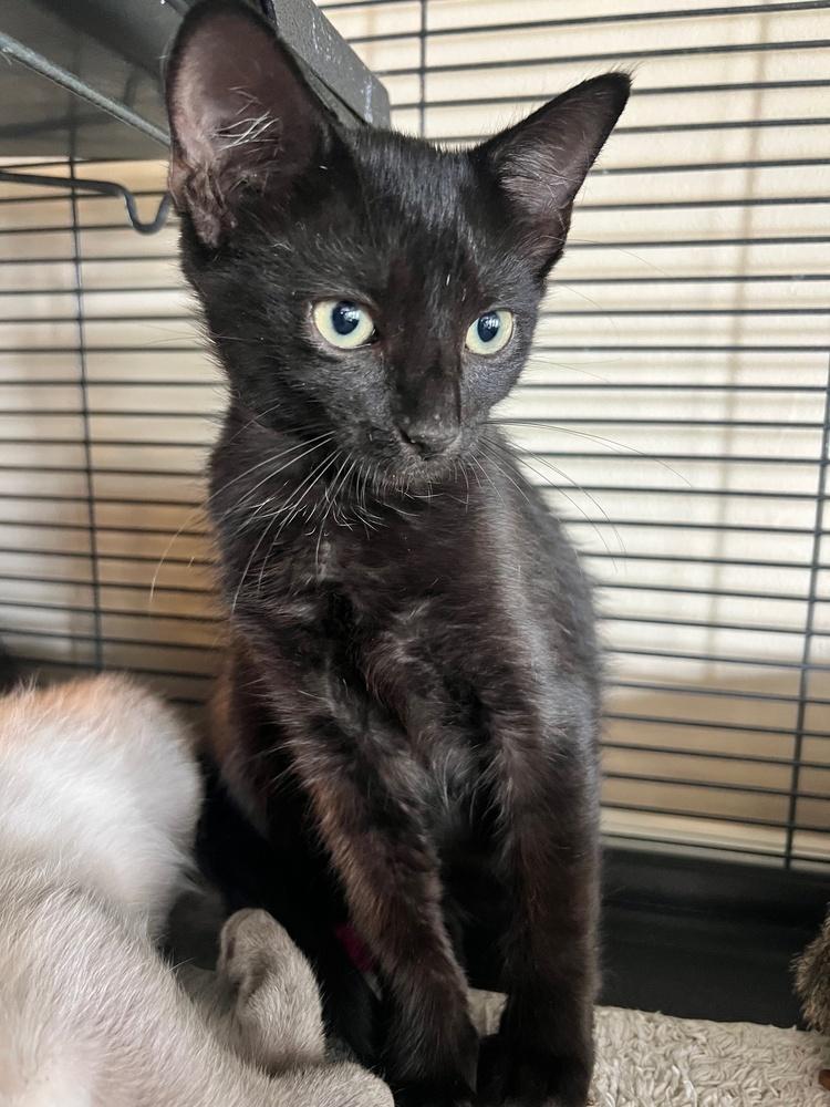 Ella, Adoptable, Kitten Female Domestic Short Hair & Bombay.