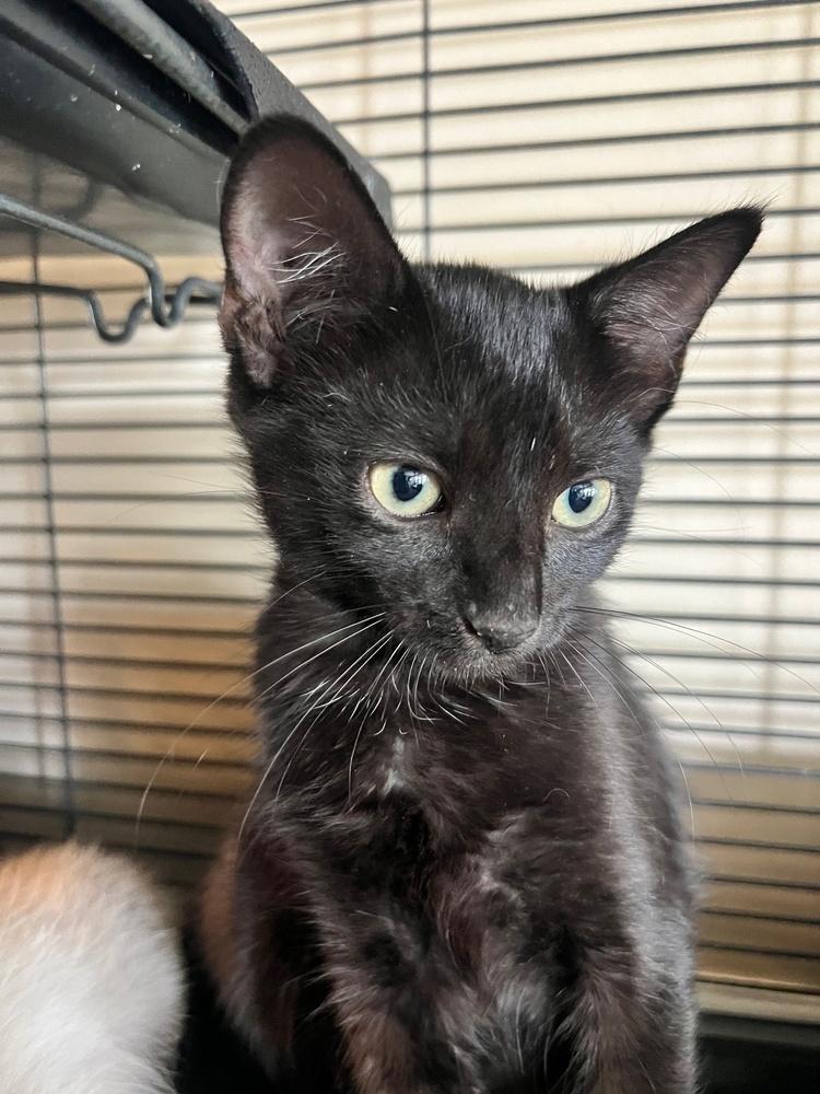 Ella, a Adoptable mixed breed in Wilmington, NC image 2/5