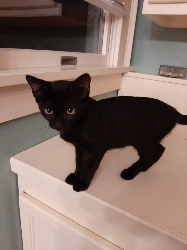 Ella, a Adoptable mixed breed in Wilmington, NC image 3/5