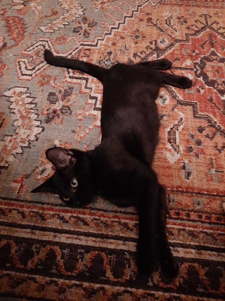 Ella, a Adoptable mixed breed in Wilmington, NC image 4/5