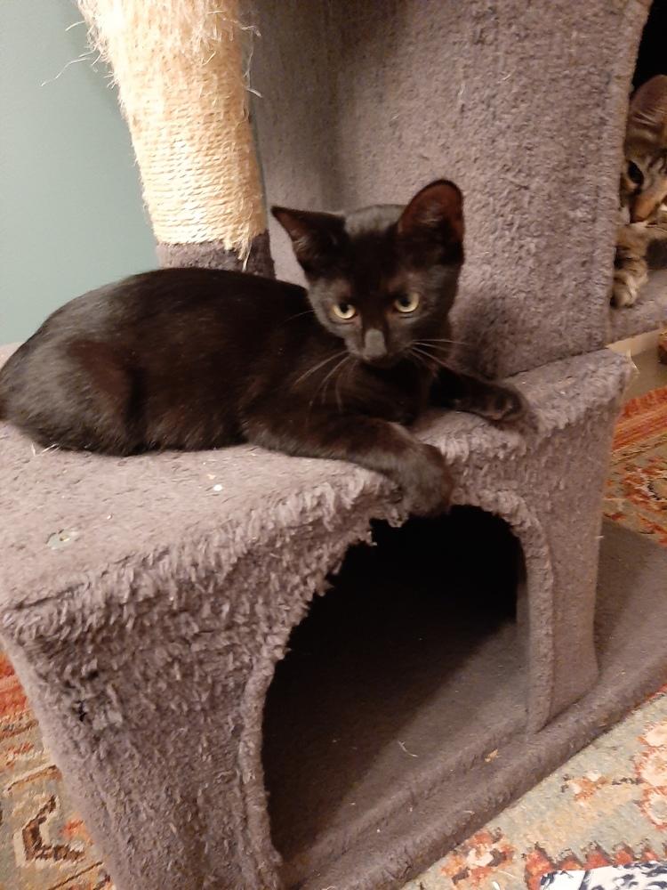 Ella, a Adoptable mixed breed in Wilmington, NC image 5/5