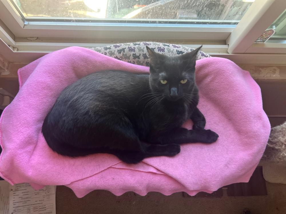 Enlarge Ella, a Adoptable mixed breed in Lafayette, CO image 6/6