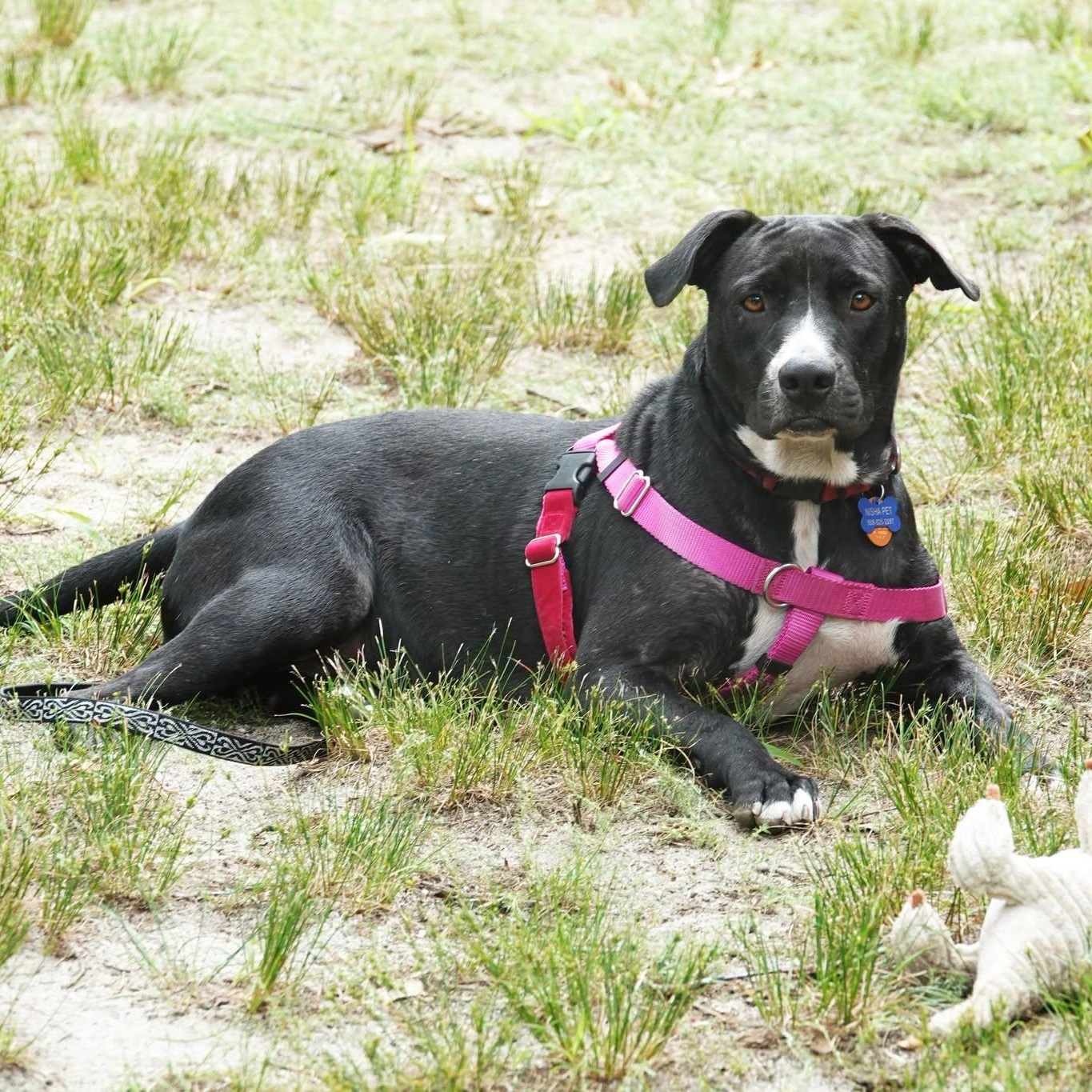 Enlarge Naomi, a ADOPTABLE Mixed Breed in Nantucket, MA image 2/3