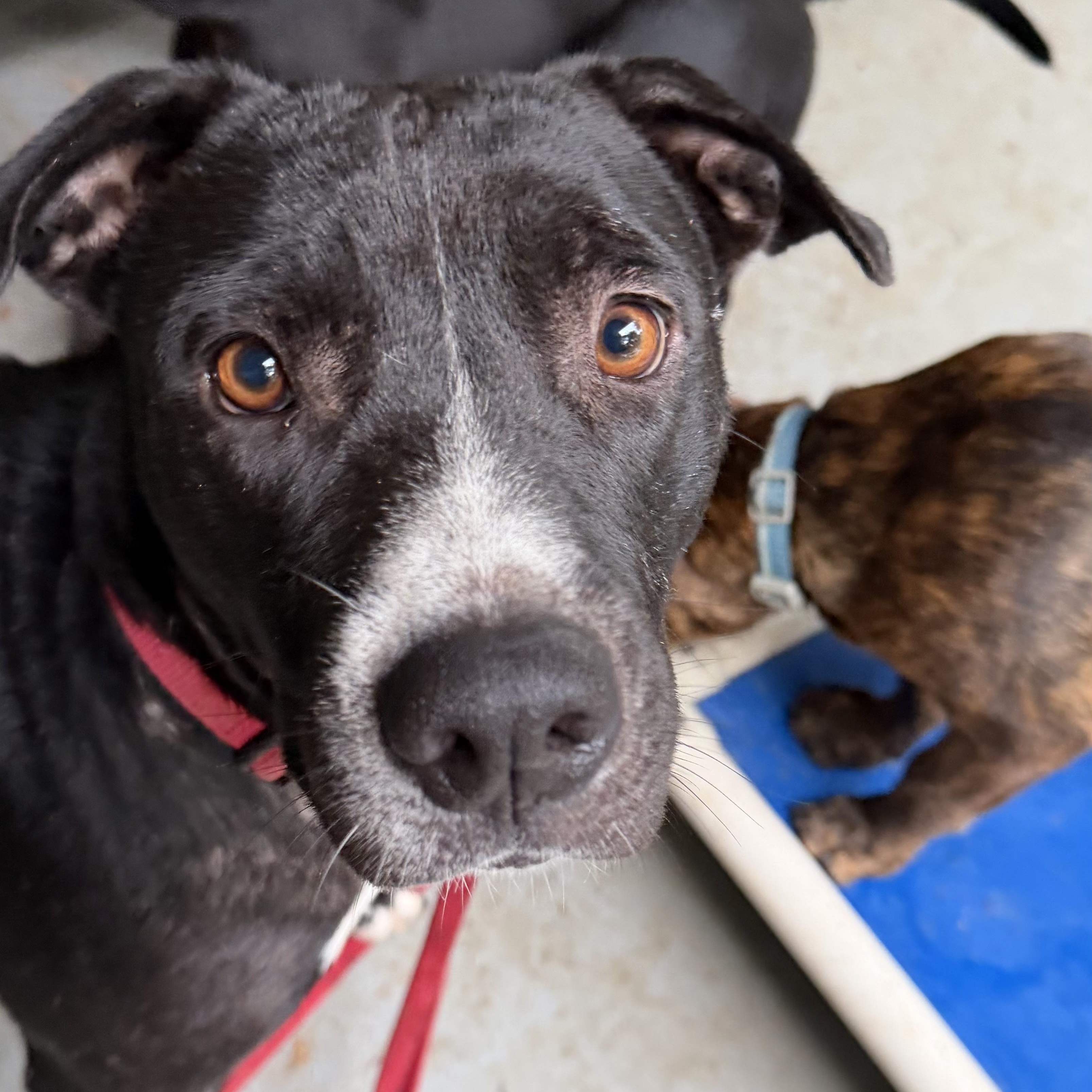 Naomi, ADOPTABLE, Adult Female Mixed Breed.