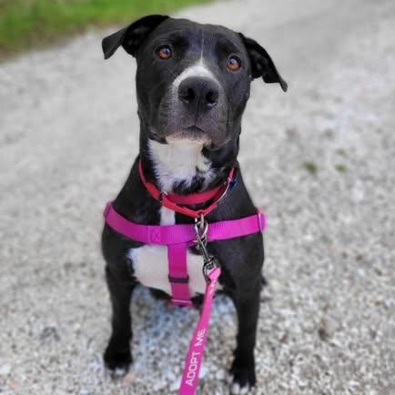 Naomi, ADOPTABLE, Adult Female Mixed Breed.