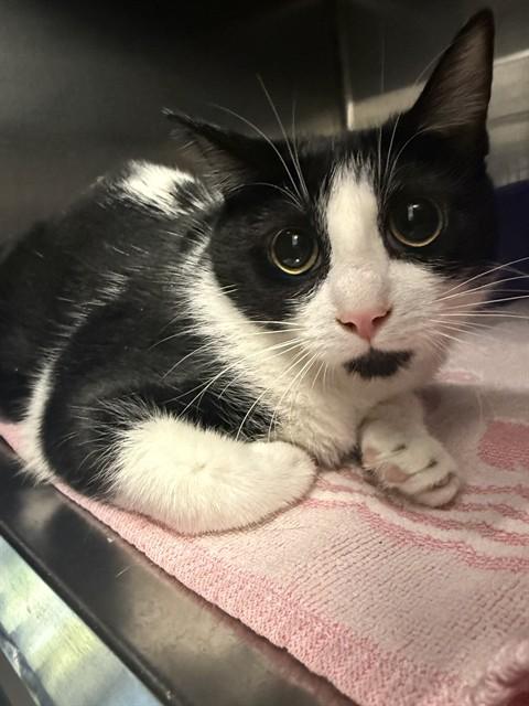Enlarge SERAPHINA, a Adoptable Domestic Short Hair in London, ON image 1/1