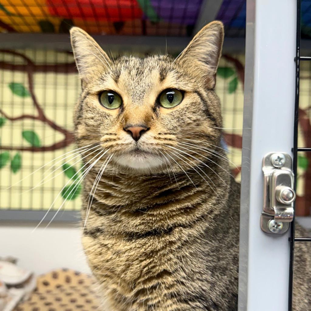 Zoey, Adopted, Adult Female Domestic Short Hair.