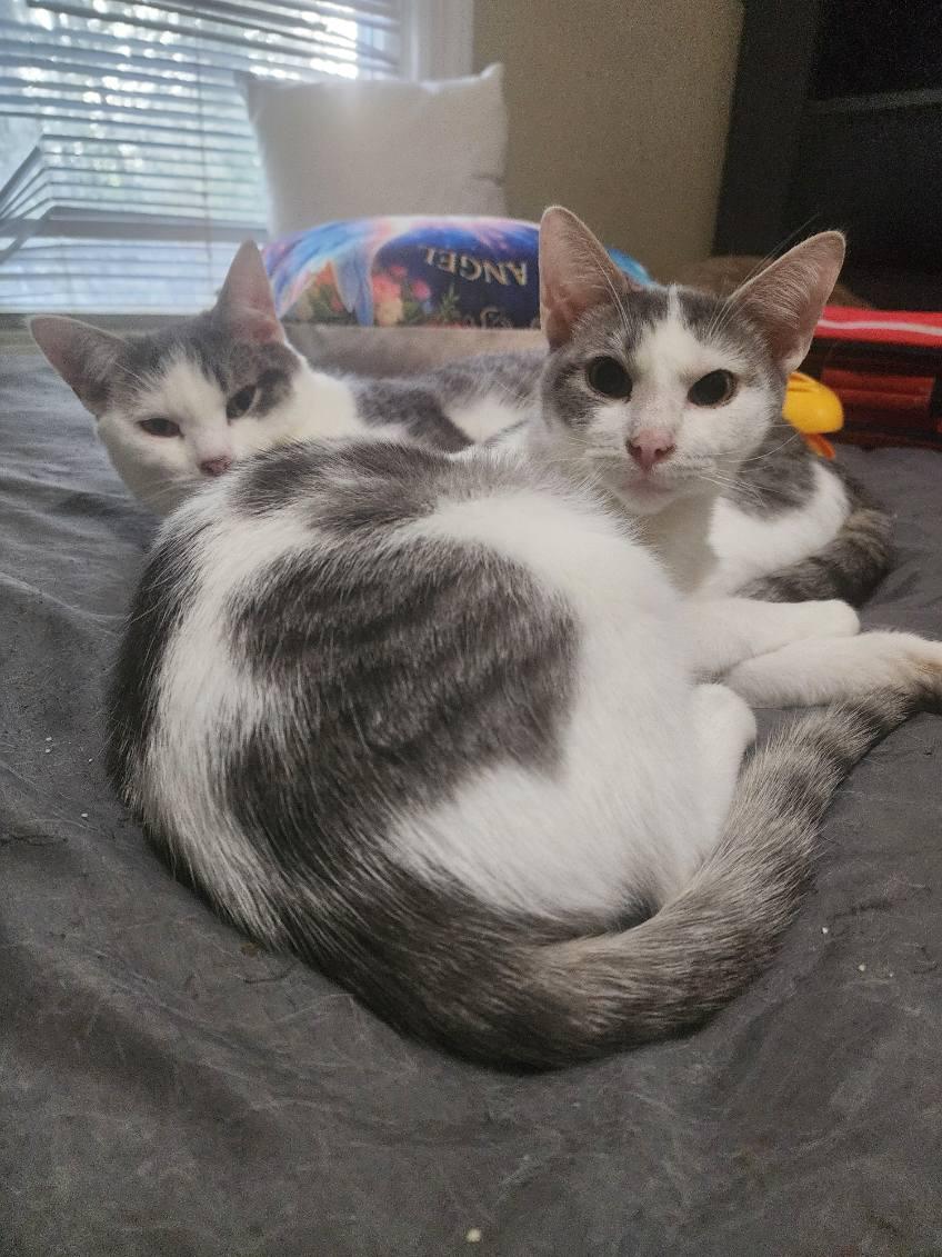 Enlarge CAT SAJAK, a Adoptable Domestic Short Hair in Chicago Ridge, IL image 1/2