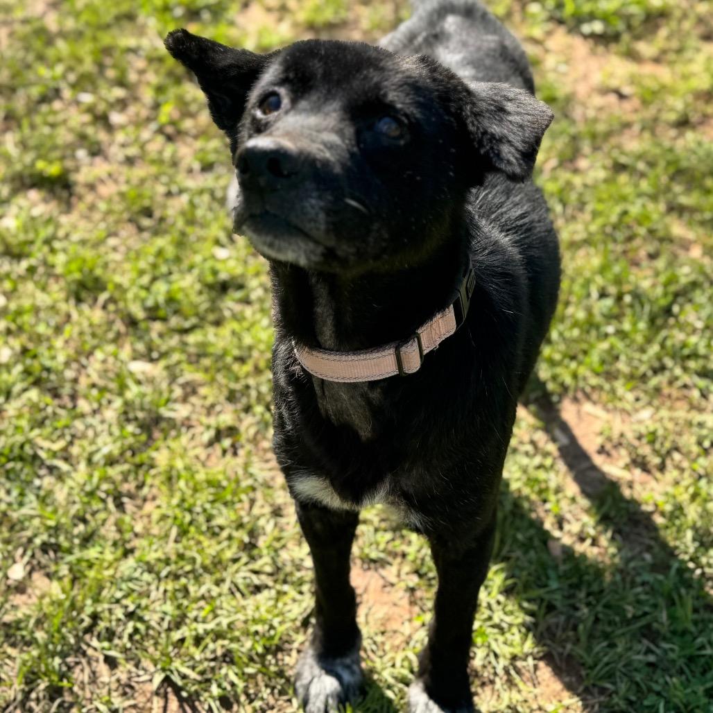 Enlarge Nancy, a Adoptable Mixed Breed in Auburn, AL image 1/6