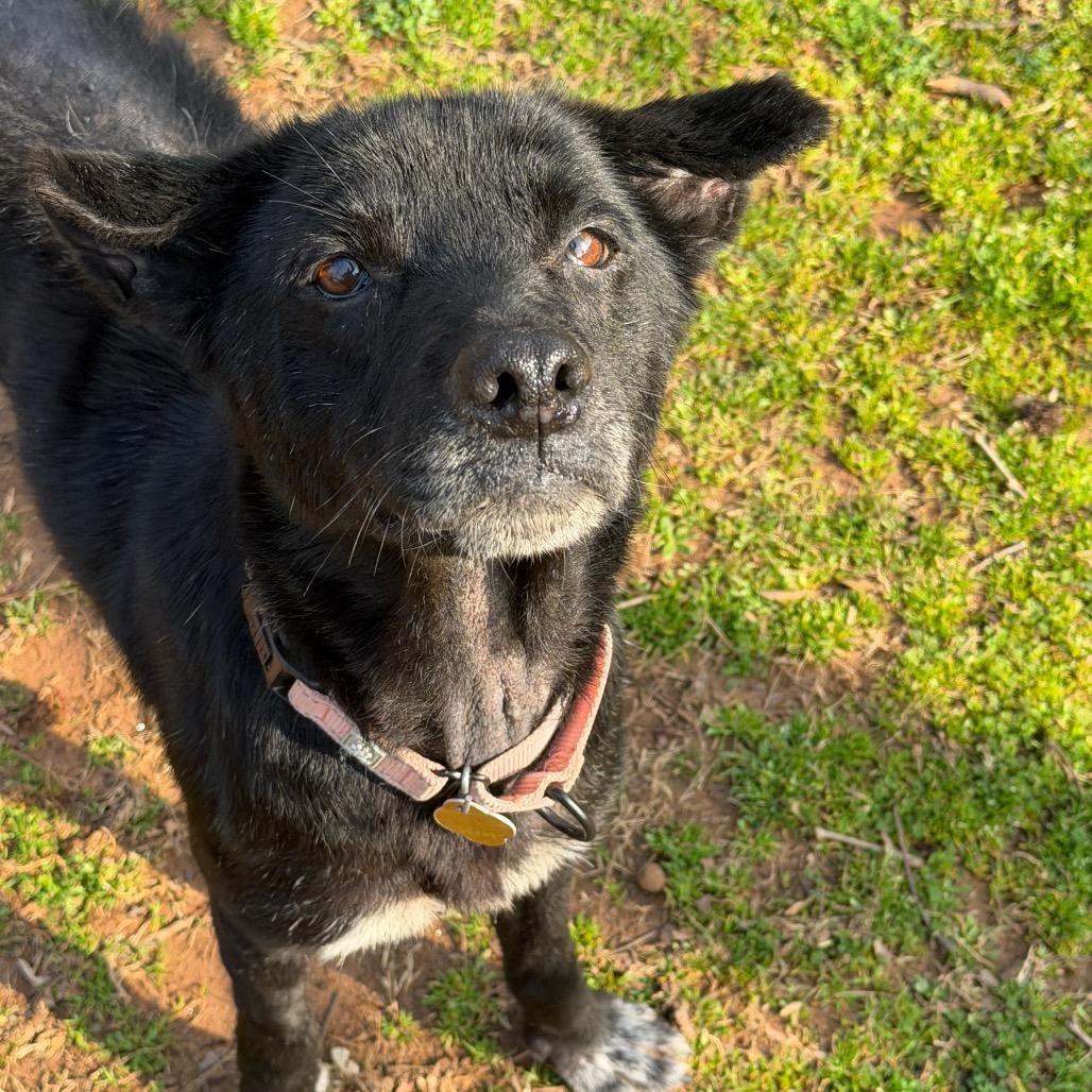 Nancy, Adoptable, Senior Female Mixed Breed.