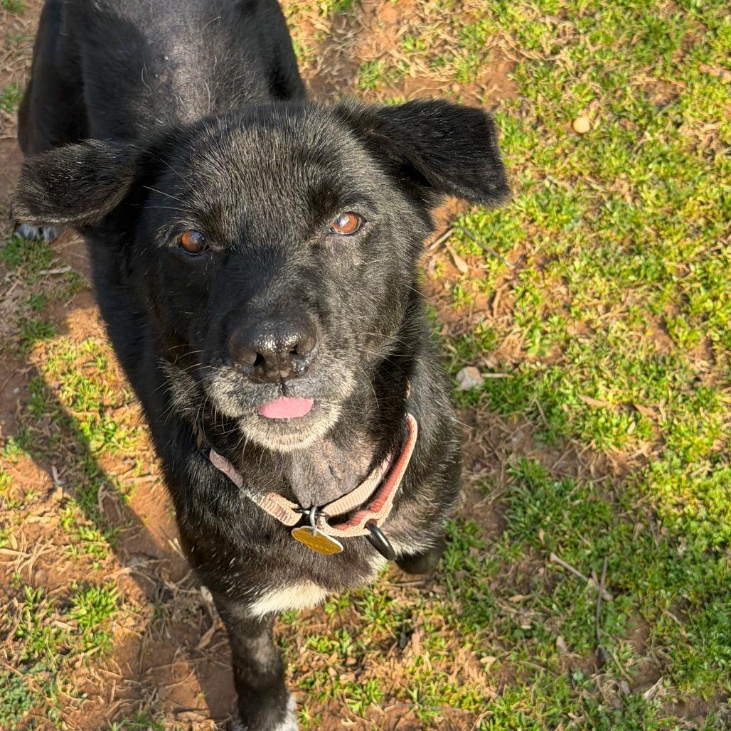 Enlarge Nancy, a Adoptable Mixed Breed in Auburn, AL image 2/6