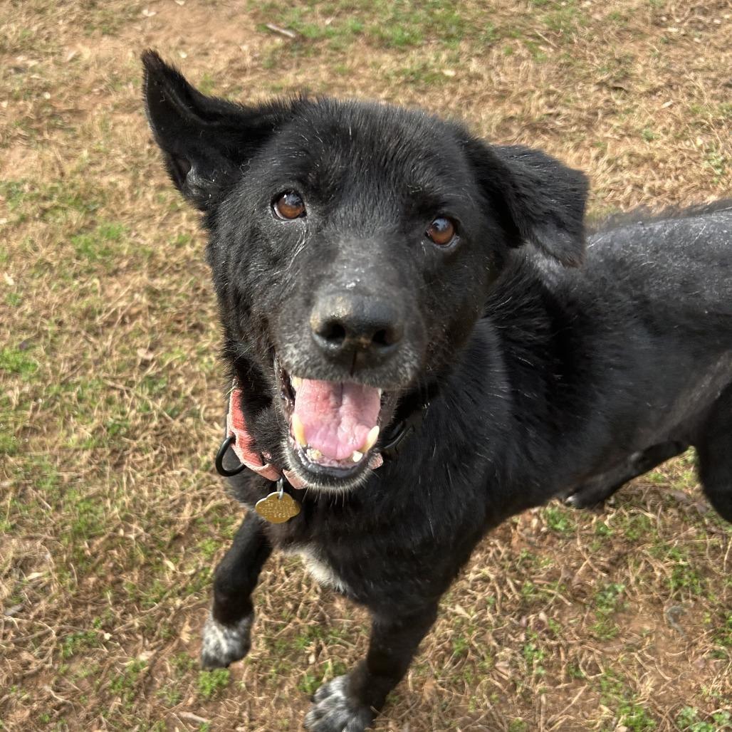 Nancy, Adoptable, Senior Female Mixed Breed.