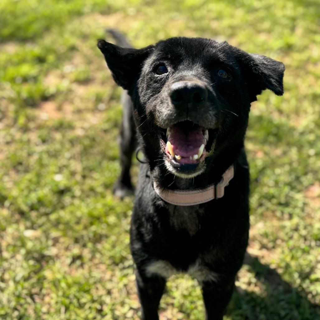Enlarge Nancy, a Adoptable Mixed Breed in Auburn, AL image 3/6