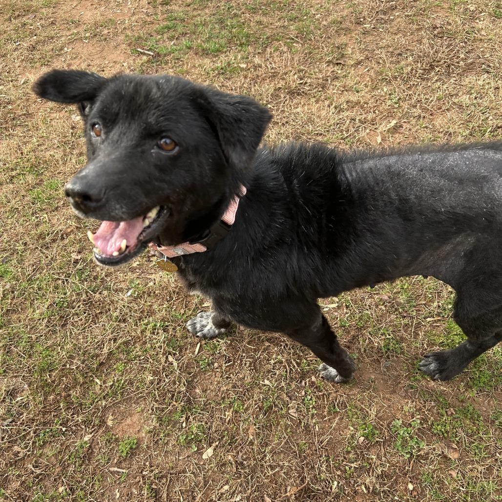 Enlarge Nancy, a Adoptable Mixed Breed in Auburn, AL image 4/6