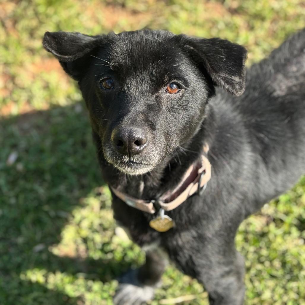 Enlarge Nancy, a Adoptable Mixed Breed in Auburn, AL image 5/6