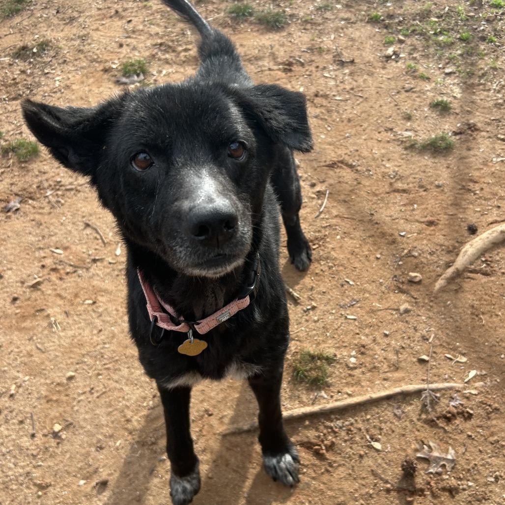 Enlarge Nancy, a Adoptable Mixed Breed in Auburn, AL image 6/6