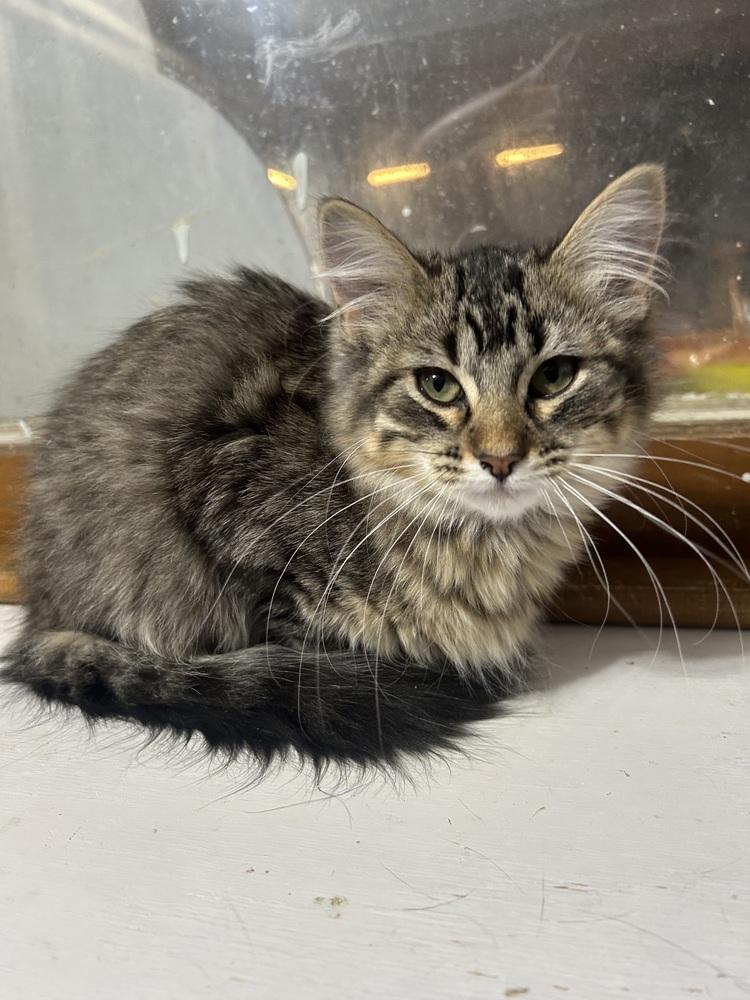 Enlarge **Cat Cafe** Svetlana, a Adoptable Domestic Medium Hair in Topeka, KS image 1/1