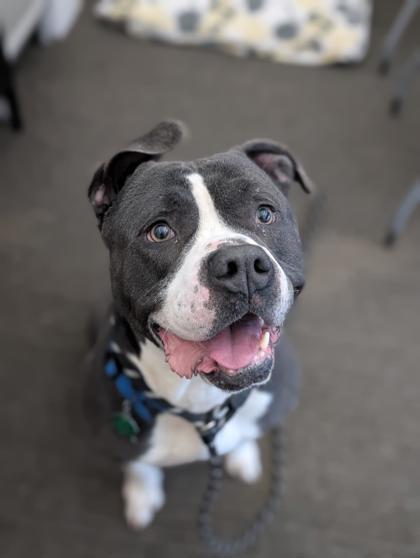 Icarus, Adoptable, Adult Male Pit Bull Terrier & Mixed Breed.