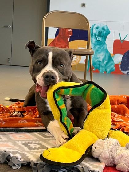 Icarus, a Adoptable mixed breed in Bensalem, PA image 2/3