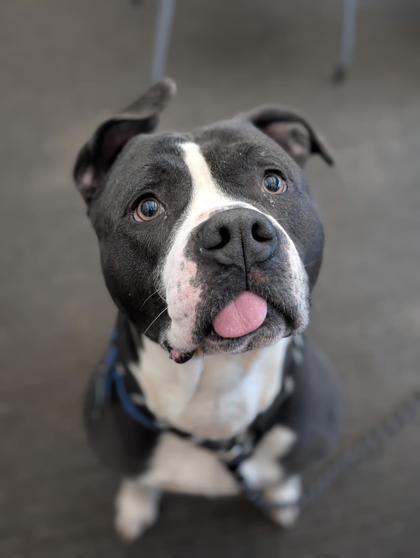 Icarus, a Adoptable mixed breed in Bensalem, PA image 3/3