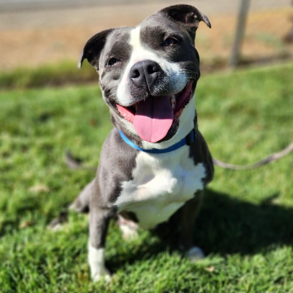 Mira, an adoptable Pit Bull Terrier in Redding, CA, 96099 | Photo Image 1