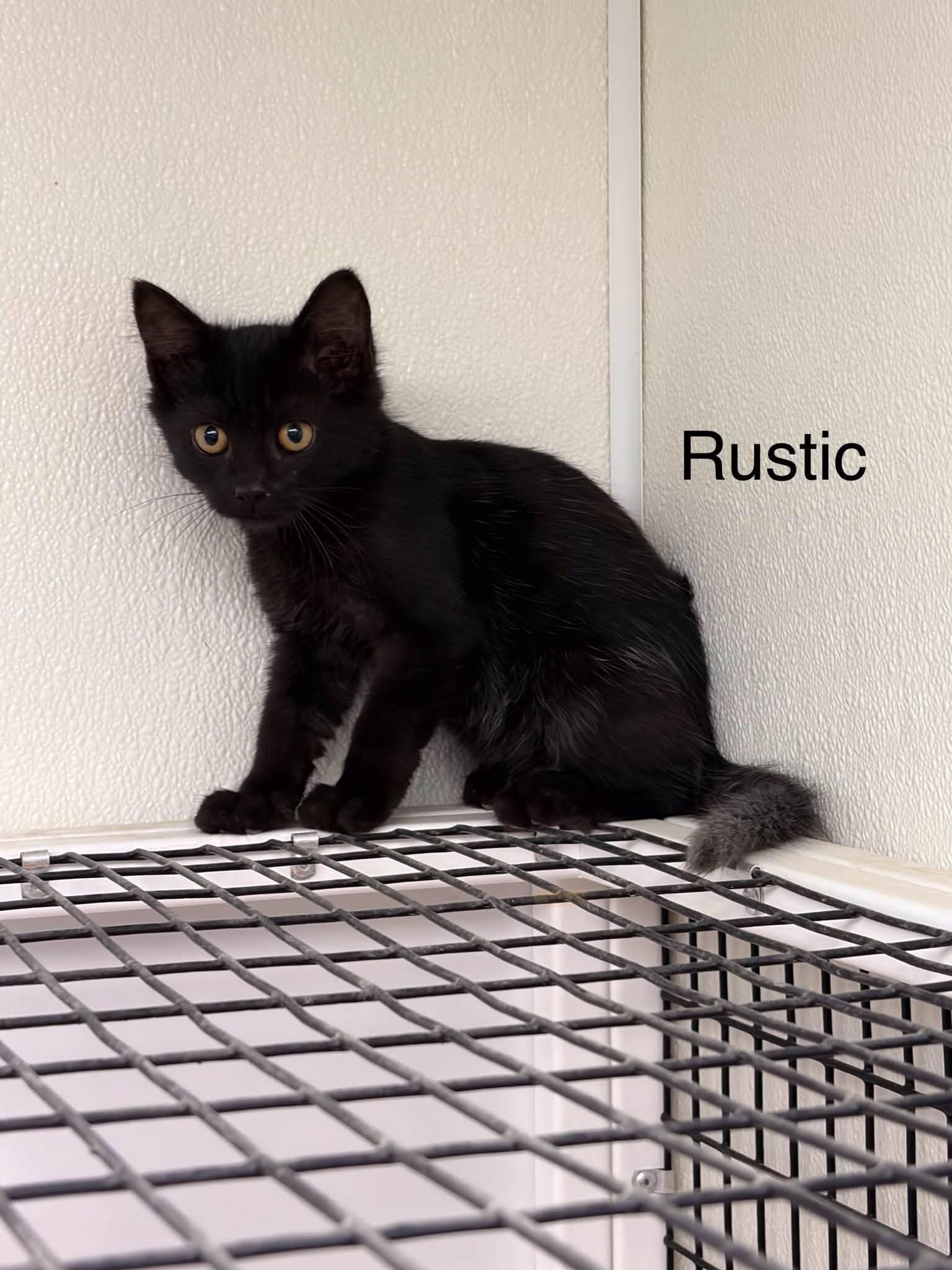 Rustic, ADOPTABLE, Young Male Domestic Medium Hair.