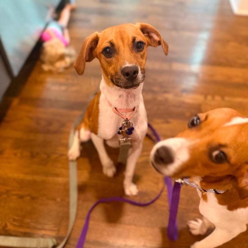 Enlarge Frankie, a Adoptable mixed breed in St. Charles, IL image 1/6
