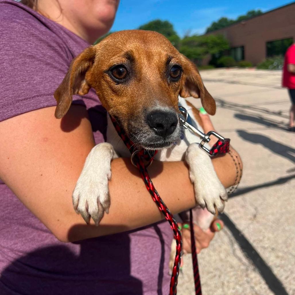 Enlarge Frankie, a Adoptable mixed breed in St. Charles, IL image 3/6