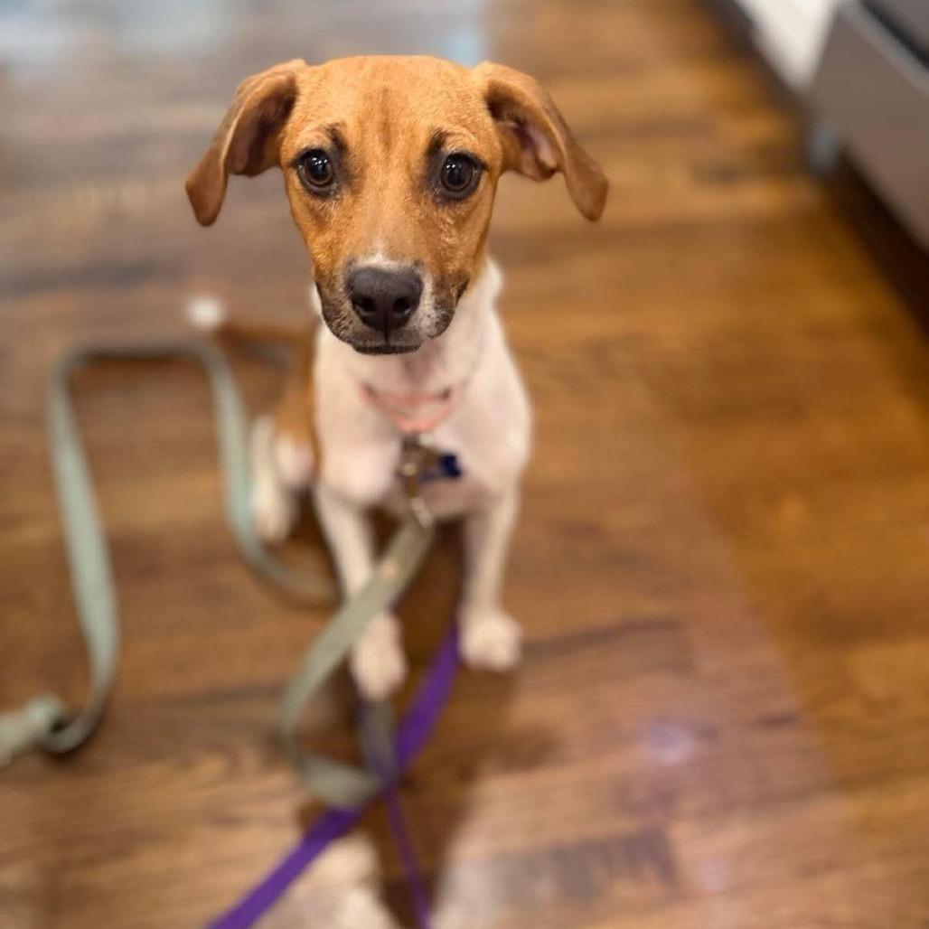 Enlarge Frankie, a Adoptable mixed breed in St. Charles, IL image 4/6