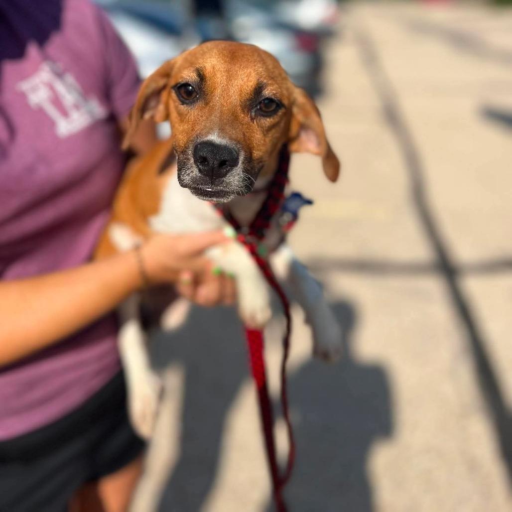 Enlarge Frankie, a Adoptable mixed breed in St. Charles, IL image 5/6