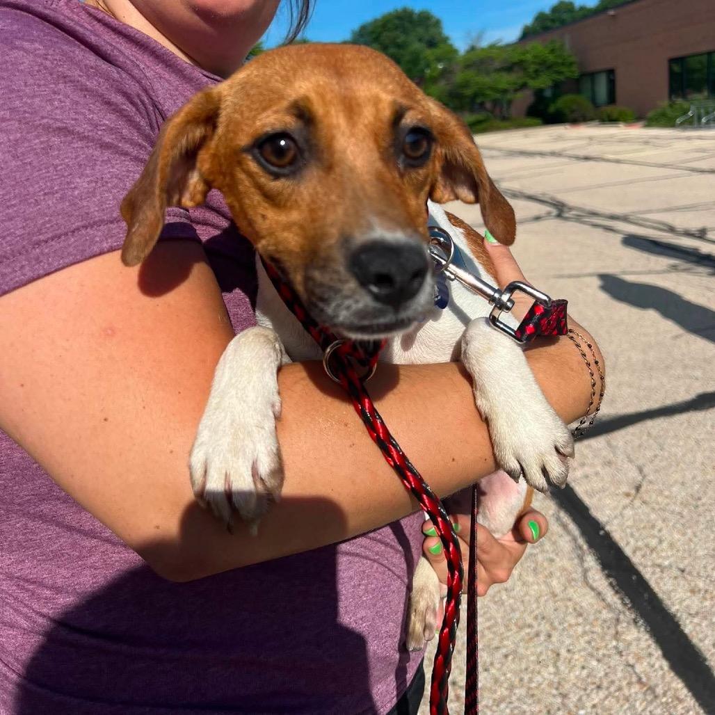 Enlarge Frankie, a Adoptable mixed breed in St. Charles, IL image 6/6