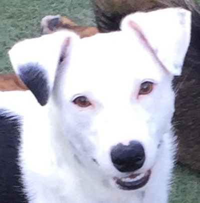 SUNNY, Young Female Jack Russell Terrier