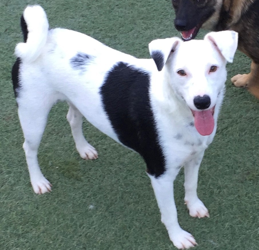 SUNNY, a Adoptable mixed breed in Newport Beach, CA image 2/2