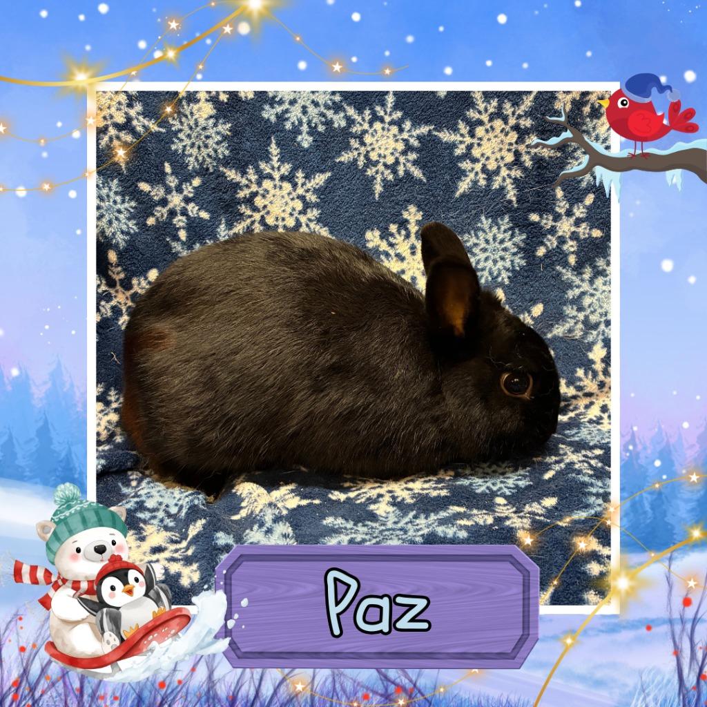 Paz, Adoptable, Young Male Dwarf.