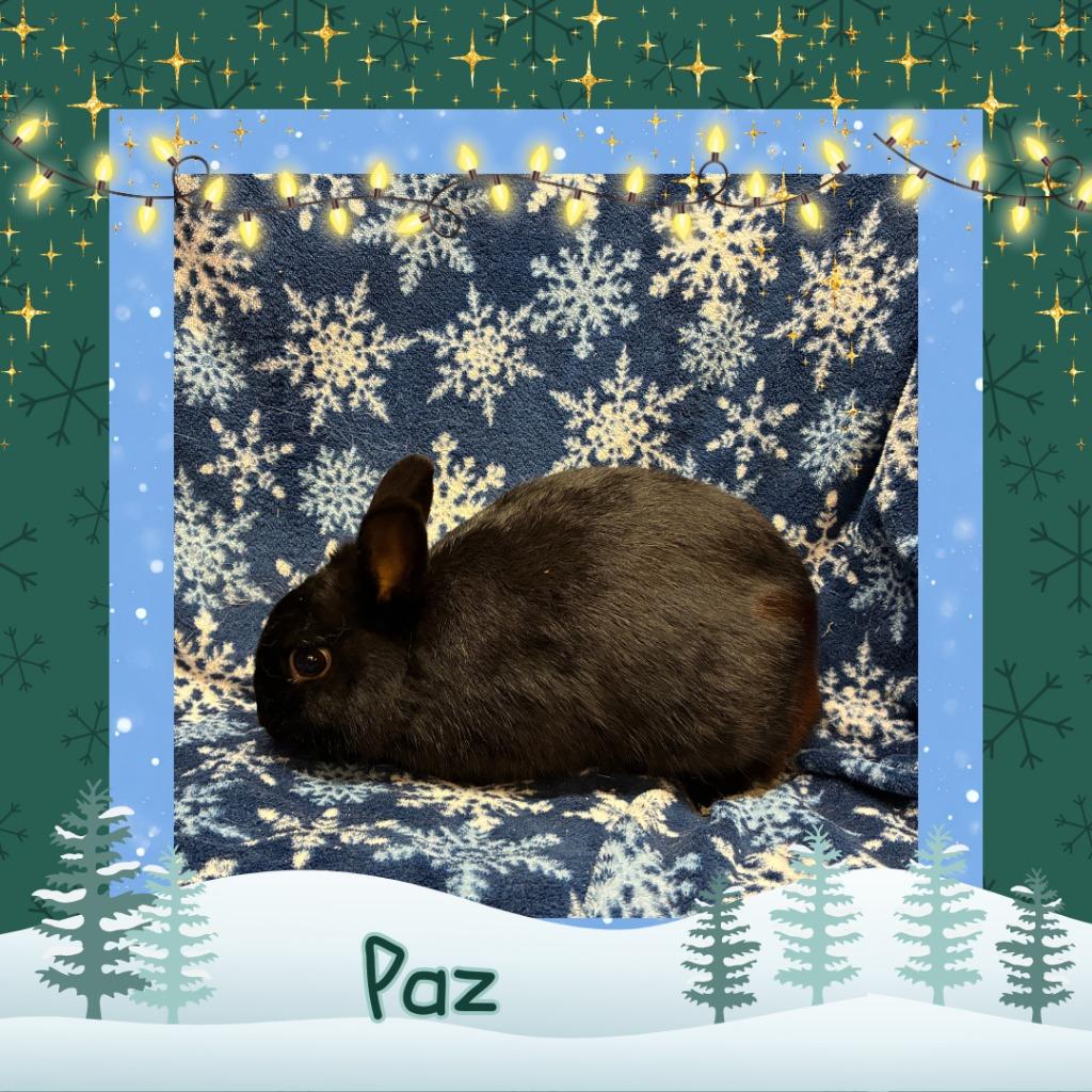 Enlarge Paz, a Adoptable Dwarf in Elizabethtown, KY image 2/5