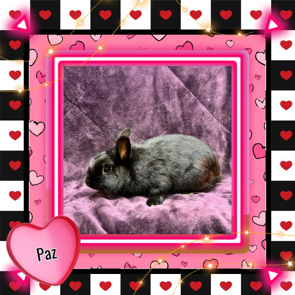 Enlarge Paz, a Adoptable Dwarf in Elizabethtown, KY image 3/5