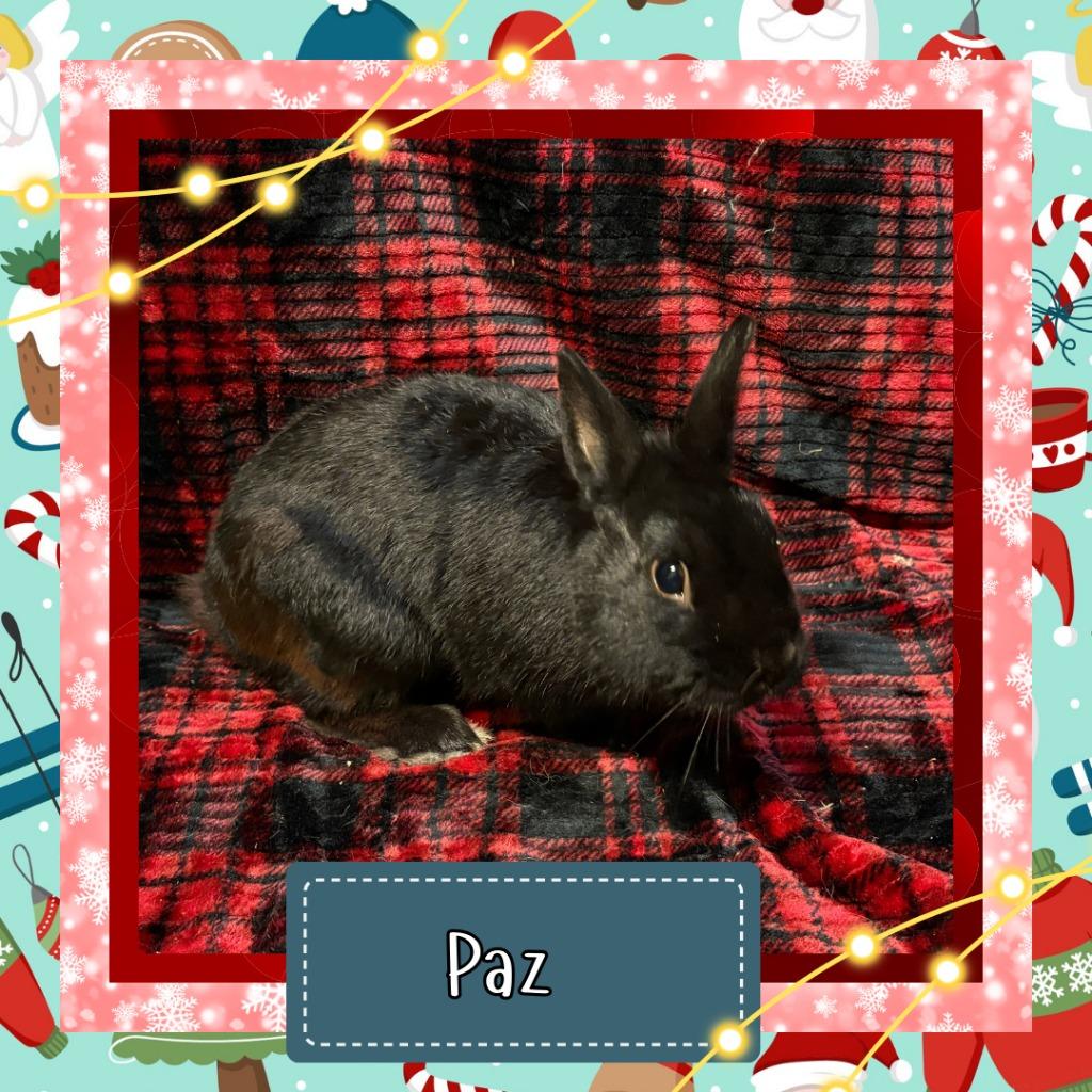 Enlarge Paz, a Adoptable Dwarf in Elizabethtown, KY image 4/5